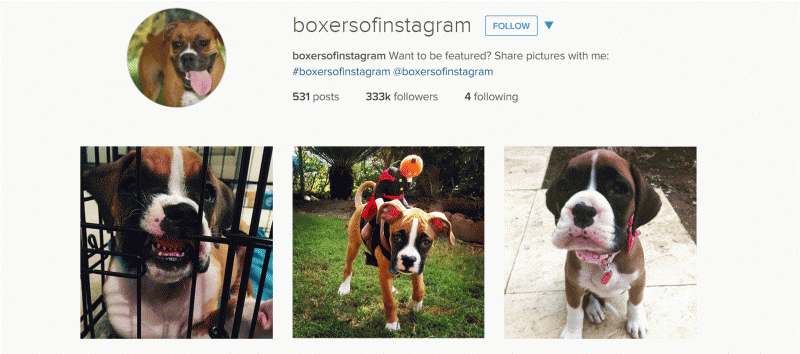 Image of Boxer dogs for Dog Lovers