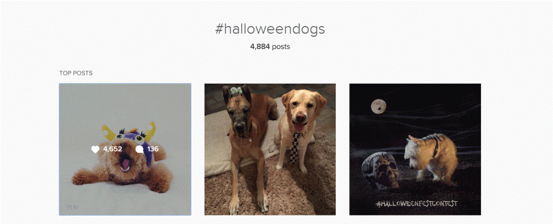 Images of dogs dressed in Halloween costumes