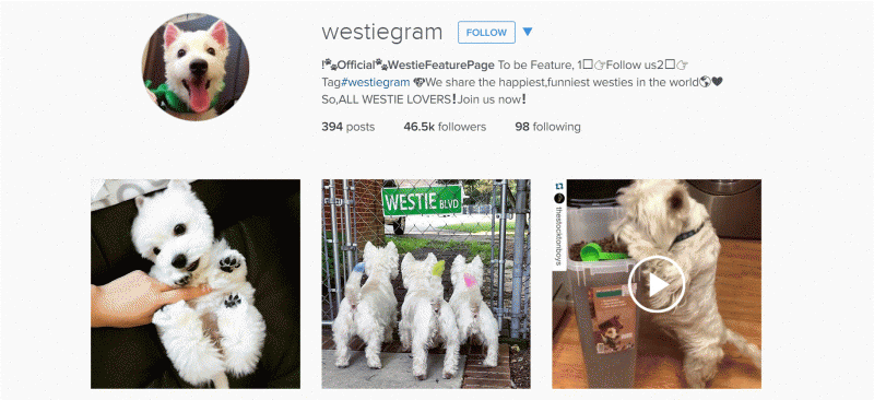 Image of Westies for Dog Lovers