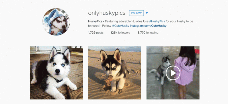Images of Huskies for Dog Lovers