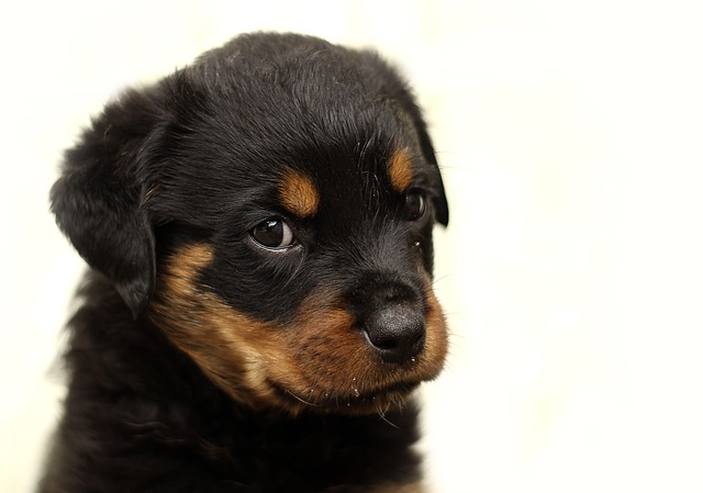 Image of Rottweiler for Dog Lovers